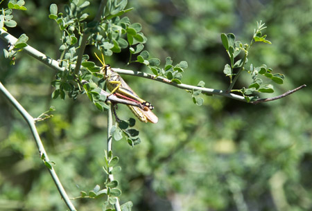 saguaro np east-23